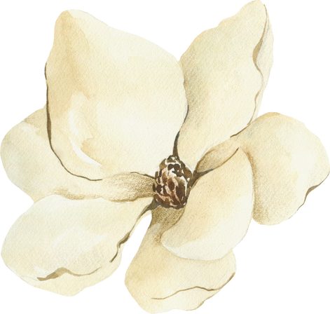 Watercolor magnolia clipart. Botanical illustration