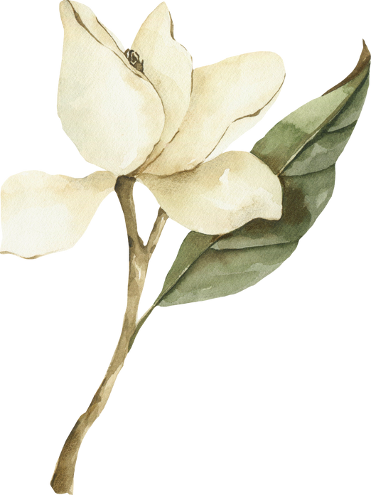 Watercolor magnolia clipart. Botanical illustration